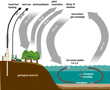 The Importance of Carbon for Climate Regulation